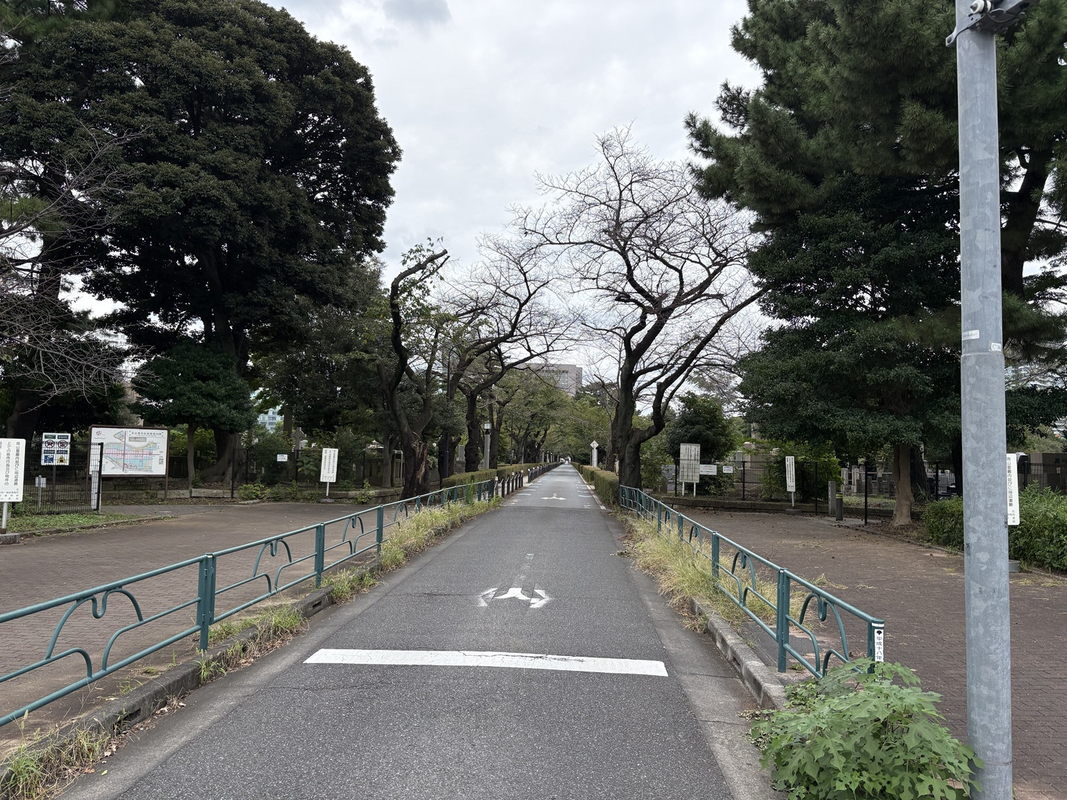 Tree-lined path through Aoyama Cemetery in Tokyo